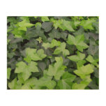 Green Ivy Botanical Print