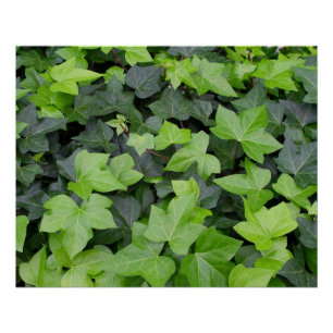 Green Ivy Botanical Print