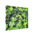 Green Ivy Botanical Print