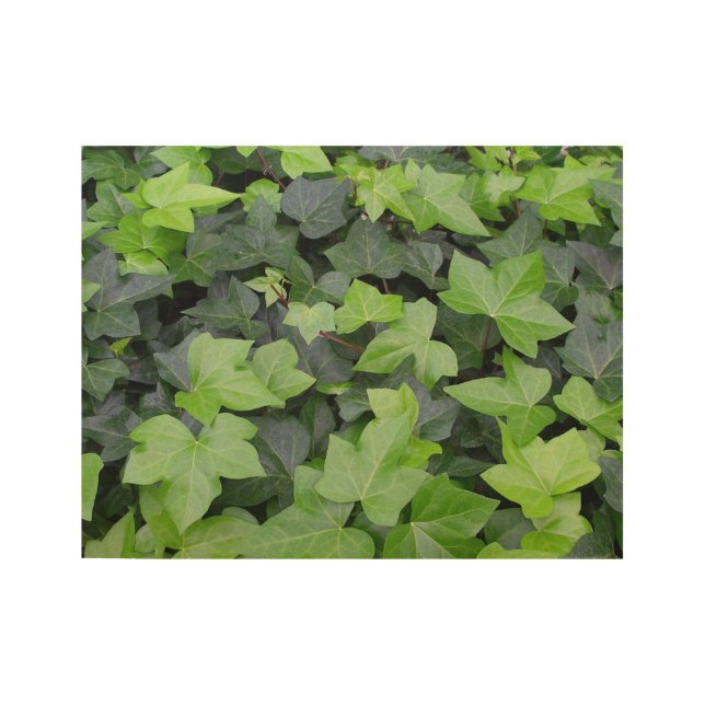 Green Ivy Botanical Print (Front)