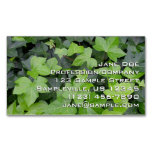 Green Ivy Botanical Print Business Card Magnet
