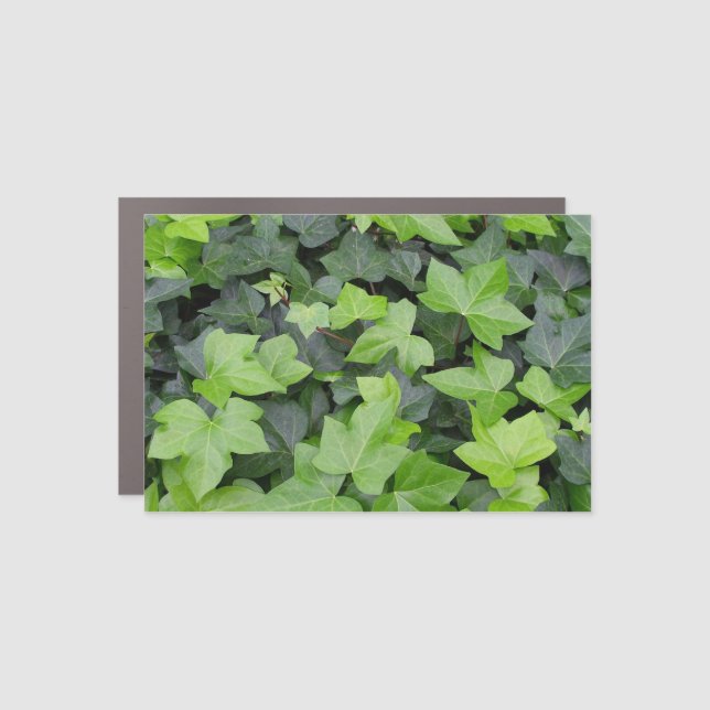 Green Ivy Botanical Print Car Magnet (Front)