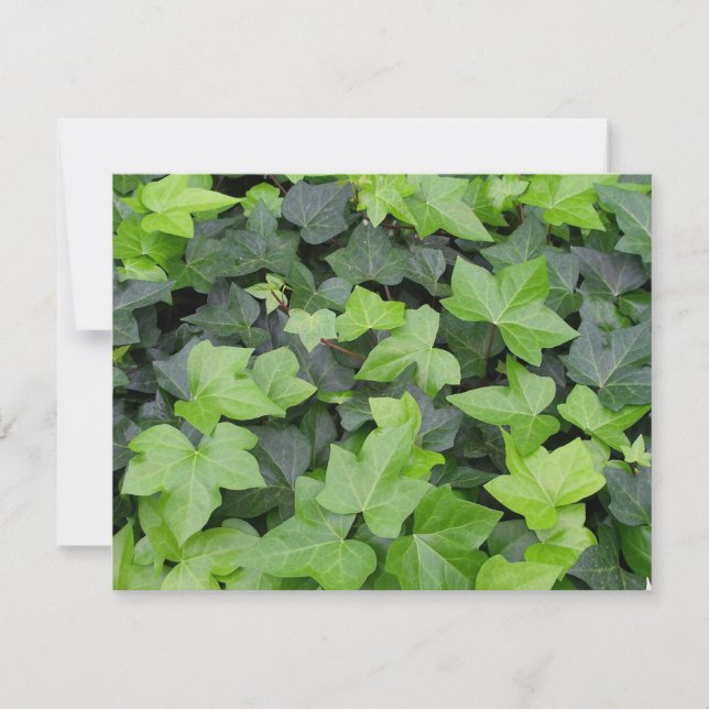 Green Ivy Botanical Print Card (Front)