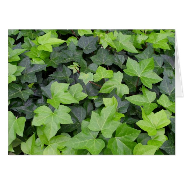 Green Ivy Botanical Print Card (Front Horizontal)