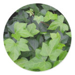 Green Ivy Botanical Print Classic Round Sticker