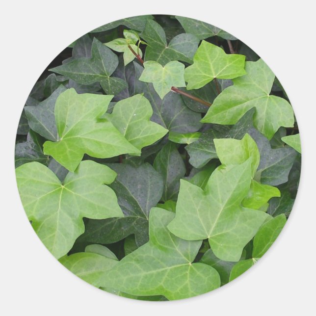 Green Ivy Botanical Print Classic Round Sticker (Front)