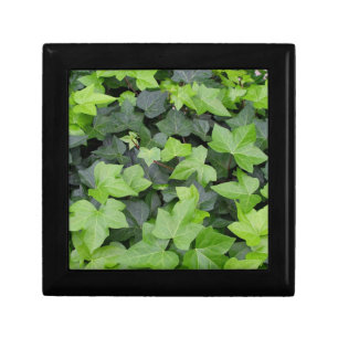 Green Ivy Botanical Print Gift Box