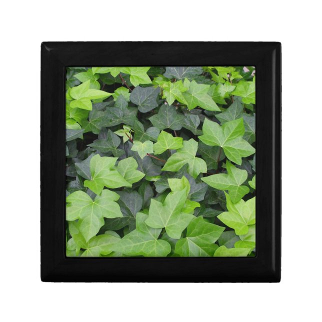 Green Ivy Botanical Print Gift Box (Front)