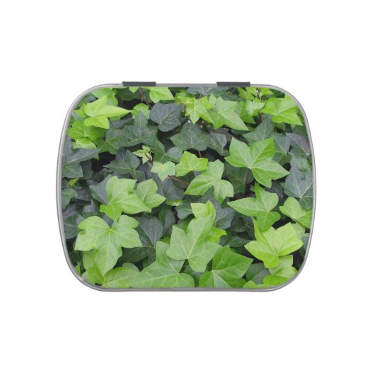 Green Ivy Botanical Print Jelly Belly Candy Tin (Top)