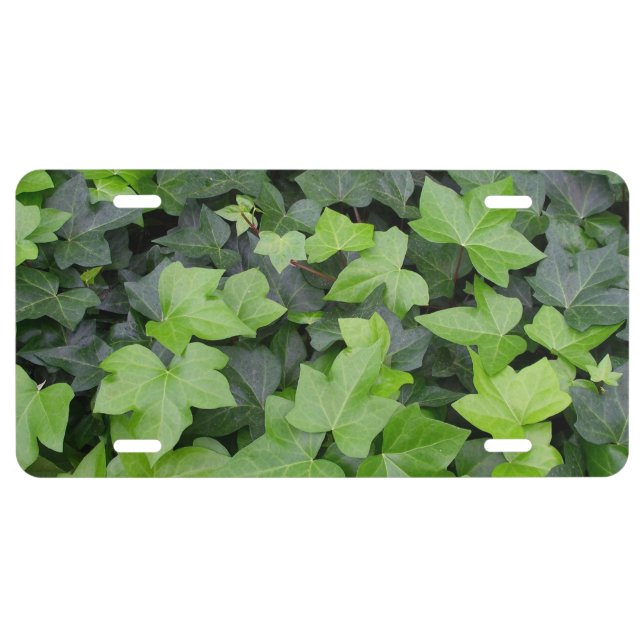 Green Ivy Botanical Print License Plate (Front)
