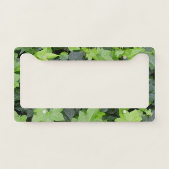 Green Ivy Botanical Print License Plate Frame by mlewallpapers at Zazzle