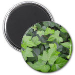 Green Ivy Botanical Print Magnet
