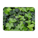 Green Ivy Botanical Print Magnet