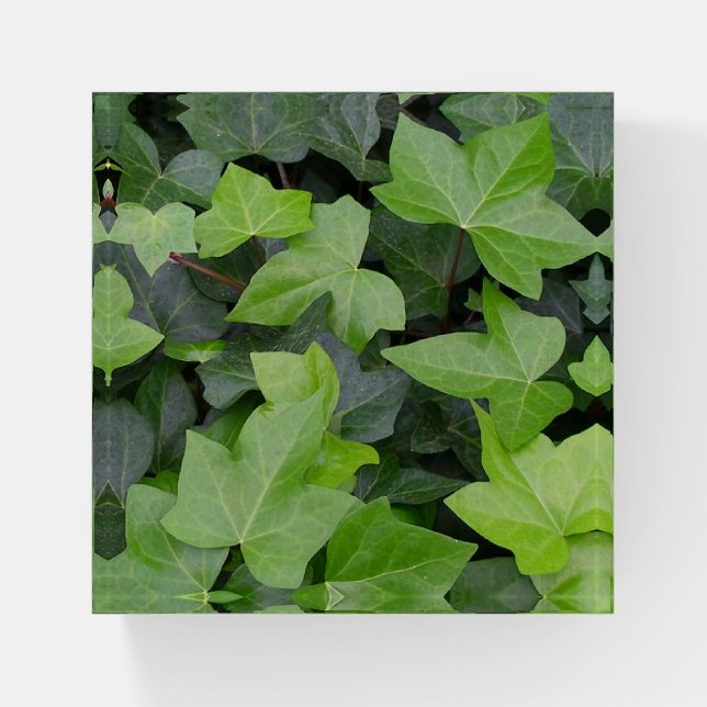 Green Ivy Botanical Print Paperweight (Front)