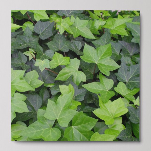 Green Ivy Botanical Print Peel And Stick Photo Tile (Front Set)