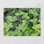 Green Ivy Botanical Print Postcard
