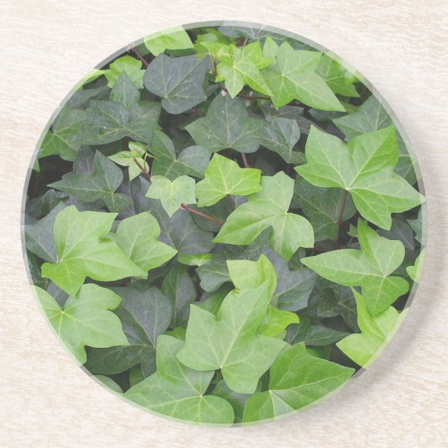 Green Ivy Botanical Print Sandstone Coaster (Front)