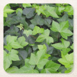 Green Ivy Botanical Print Square Paper Coaster