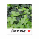 Green Ivy Botanical Print Sticker