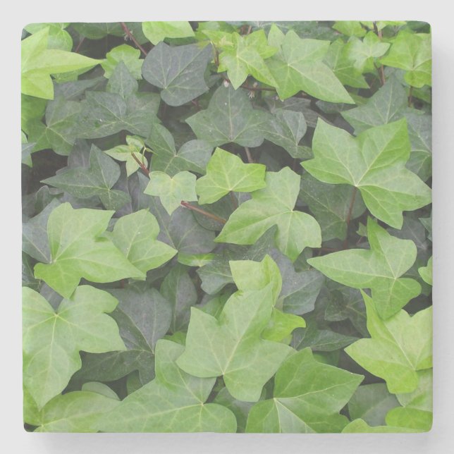 Green Ivy Botanical Print Stone Coaster (Front)