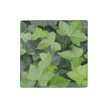 Green Ivy Botanical Print Stone Magnet