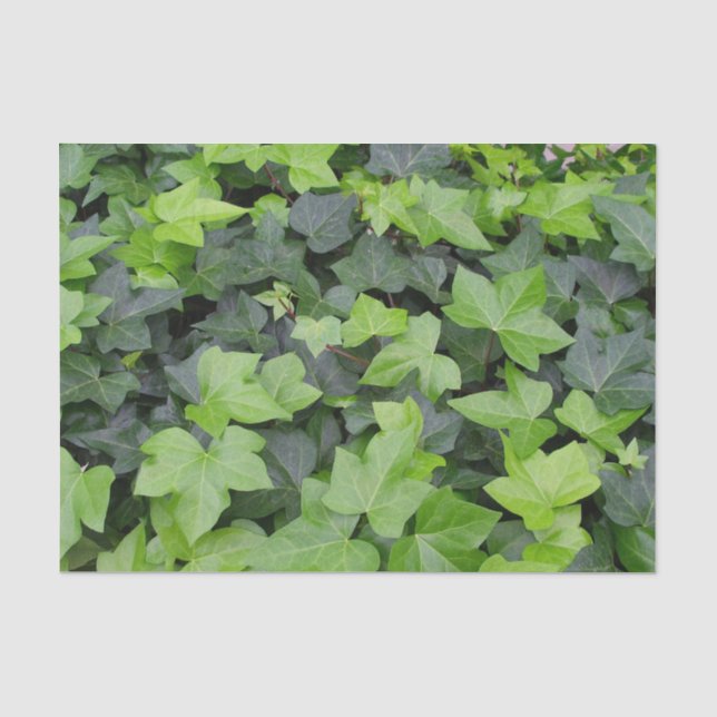 Green Ivy Botanical Print Tissue Paper (Front)