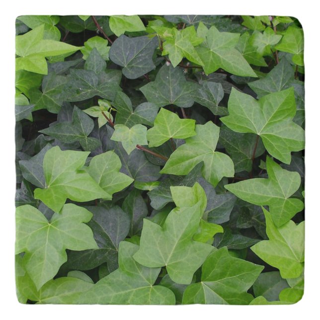 Green Ivy Botanical Print Trivet (Front)