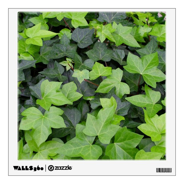 Green Ivy Botanical Print Wall Sticker (Front)