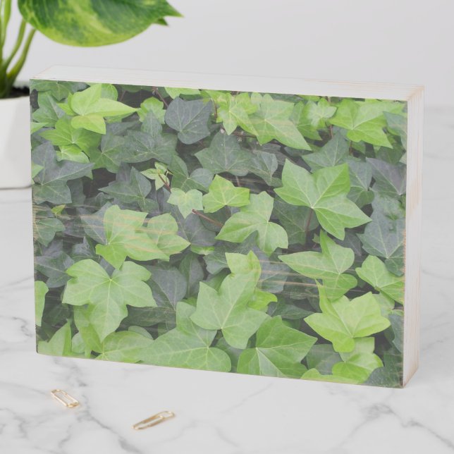 Green Ivy Botanical Print Wooden Box Sign (In Situ Horizontal)