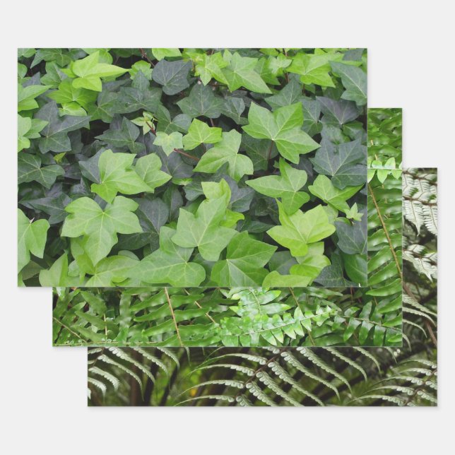 Green Ivy Botanical Print Wrapping Paper Sheets (Set)