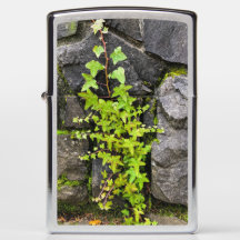 Green Ivy on a Stone Wall
