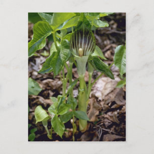 Green Jack-In-The-Pulpit (Arisaema Atrorubens Var. Postcard