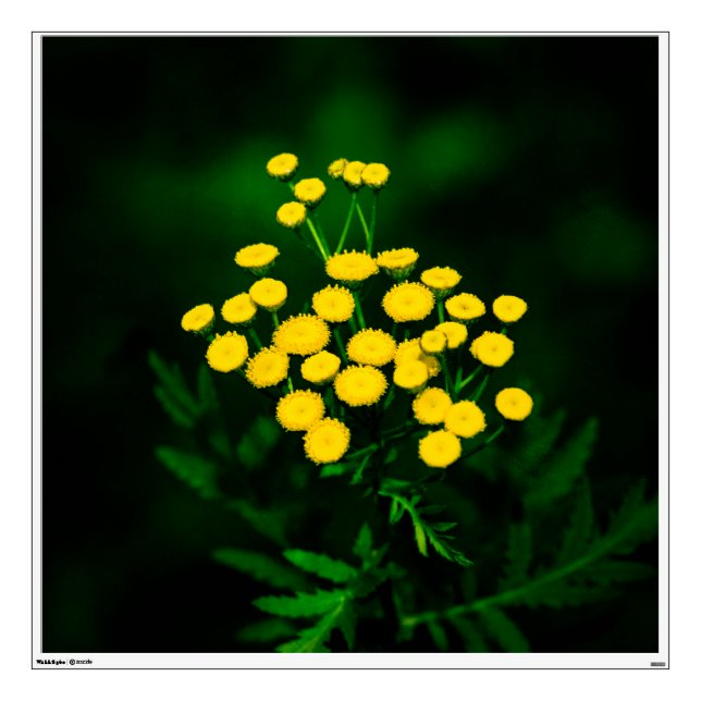 Green Jacket With Golden Buttons Wall Sticker (Front)