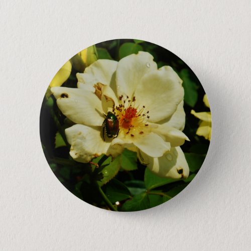 Green Japanese Beetle on Yellow Rose floral Button