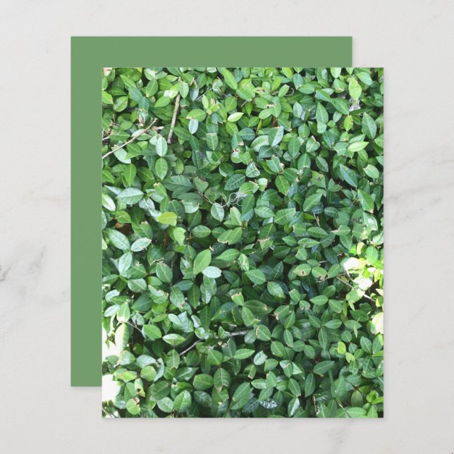 Green Jasmine Leaves Sunlight Scrapbook Paper (Front/Back)