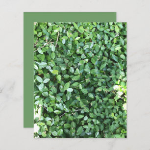 Green Jasmine Leaves Sunlight Scrapbook Paper
