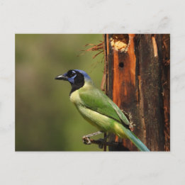 Green Jay Colorful Bird Photography Postcard