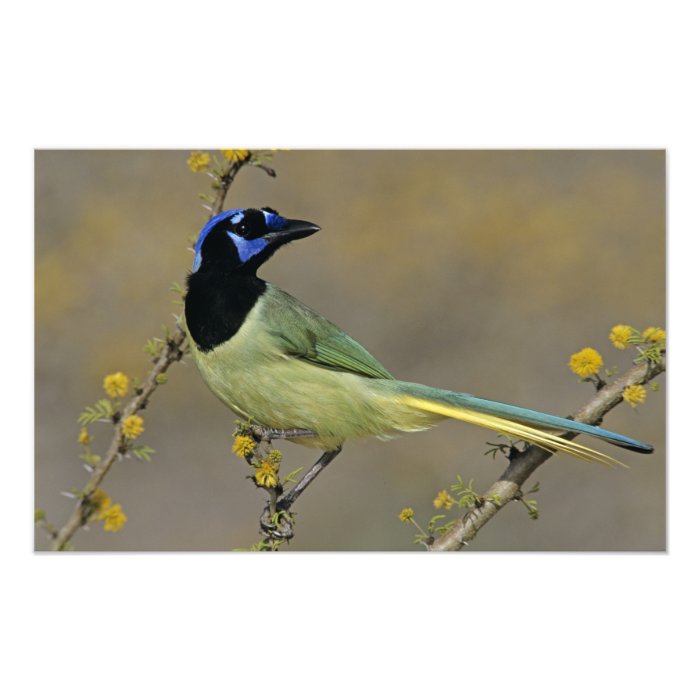 Green Jay, Cyanocorax yncas, adult on blooming Photo