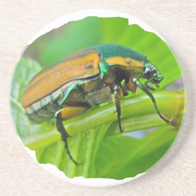 Green June Beetle Sandstone Coaster (Front)