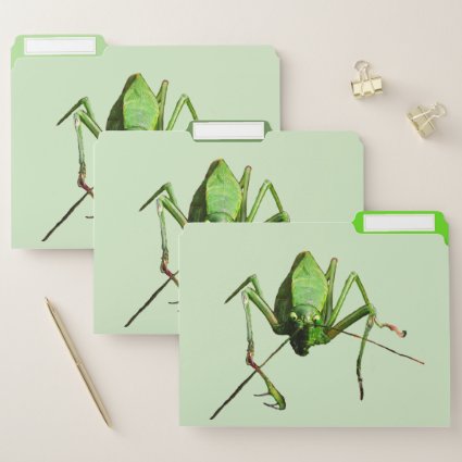 Green Katydid File Folder Set