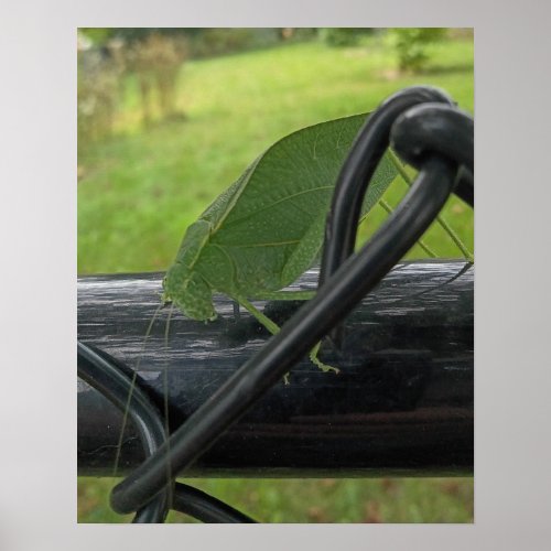 Green Katydid on Black Fence Poster