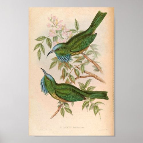 Green Kingfisher Bird Nyctiornis Athertoni Poster