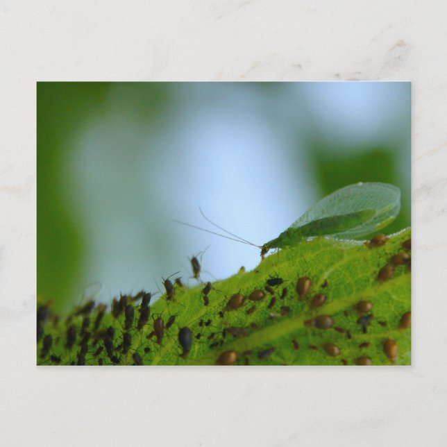 Green Lacewing Aphid Buffet Postcard (Front)