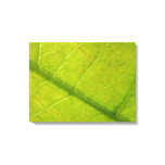 Green Leaf Botanical Nature Photography Canvas Print