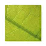 Green Leaf Botanical Nature Photography Magnet