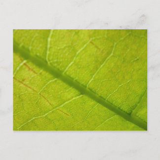 Green Leaf Botanical Nature Photography Postcard