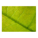 Green Leaf Botanical Nature Photography Poster