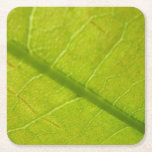 Green Leaf Botanical Nature Photography Square Paper Coaster