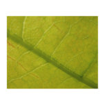 Green Leaf Botanical Nature Photography Wood Wall Decor