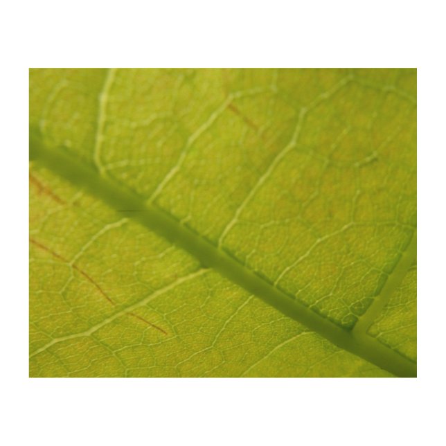 Green Leaf Botanical Nature Photography Wood Wall Decor (Front)